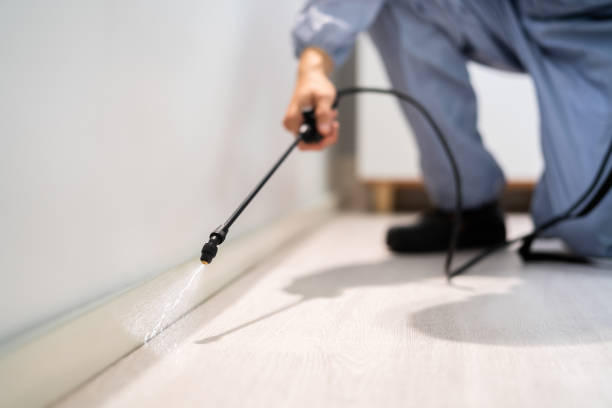 Licensed Wasp Removal service in Pantops, VA - Show Me Pest Control